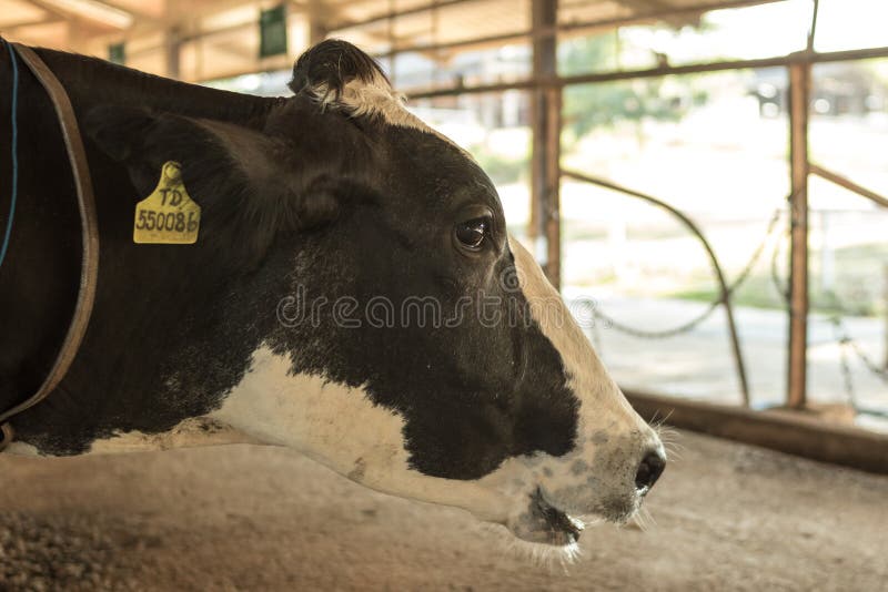 Vaca leiteira imagem de stock