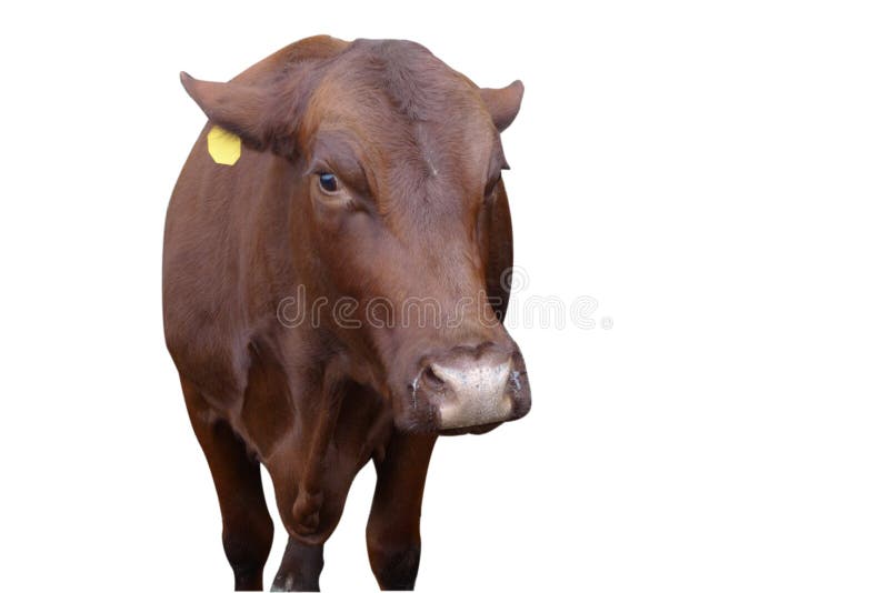 Vaca loca aislada en el fondo blanco con la trayectoria fotografía de archivo libre de regalías Vaca loca aislada en el fondo blanco con la trayectoria fotografía de archivo libre de regalías