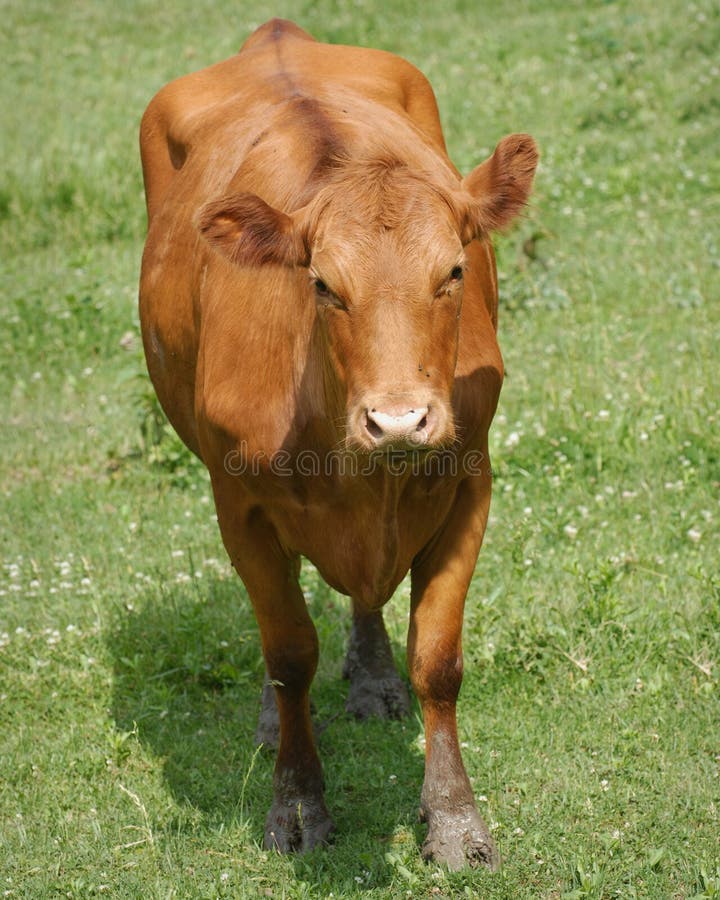Vaca louca imagem de stock Vaca louca imagem de stock