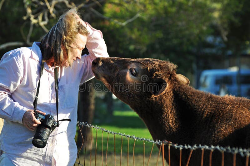 A vaca loving afetuosa nova da vitela obtém próxima e pessoal com o fotógrafo do animal de estimação da mulher