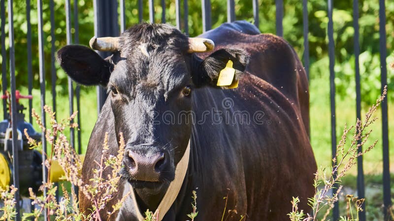 Vaca num prado verde. vitelo jovem no campo verde. pastagens para bovinos. vaca no campo ao ar livre. cor