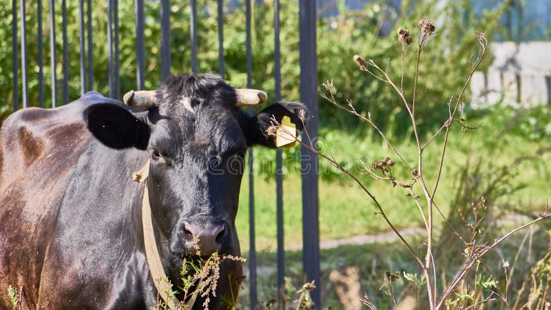 Vaca num prado verde. vitelo jovem no campo verde. pastagens para bovinos. vaca no campo ao ar livre. cor