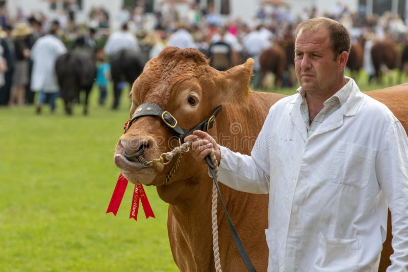 Vaca que julga na grande mostra de Yorkshire imagem de stock Vaca que julga na grande mostra de Yorkshire imagem de stock