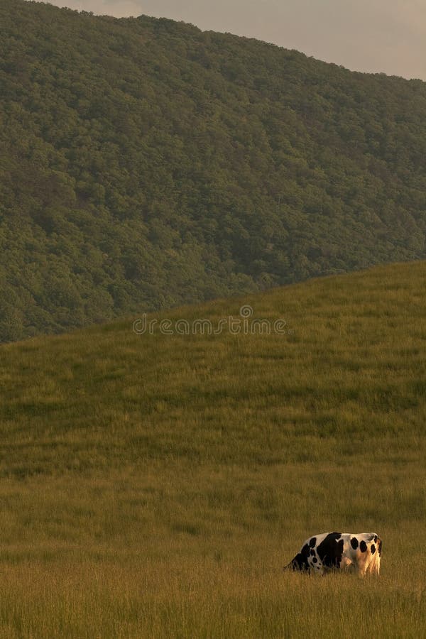 Vaca solitária no pasto imagens de stock royalty free Vaca solitária no pasto imagens de stock royalty free