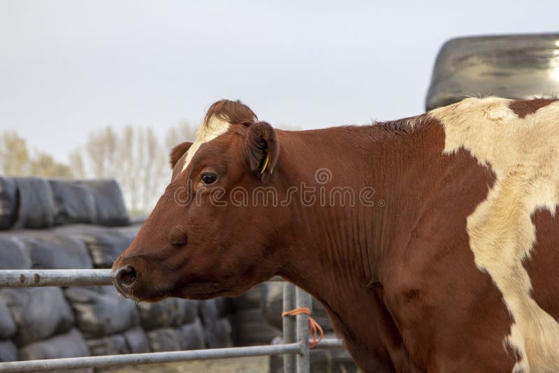 Vaca vermelha e branca, raça do gado MRIj que está ao lado de uma cerca, com nos pacotes da ensilagem do fundo imagem de stock royalty free Vaca vermelha e branca, raça do gado MRIj que está ao lado de uma cerca, com nos pacotes da ensilagem do fundo imagem de stock royalty free