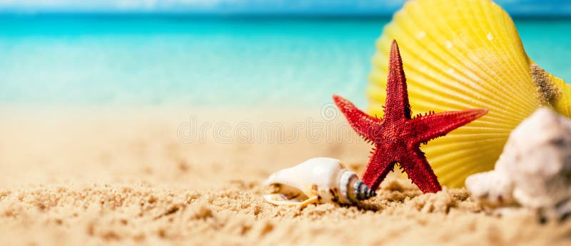 Vacances tropicales d'été - coquillages et étoiles de mer sur le sable exotique de la plage avec l'océan en toile de fond photographie stock Vacances tropicales d'été - coquillages et étoiles de mer sur le sable exotique de la plage avec l'océan en toile de fond photographie stock