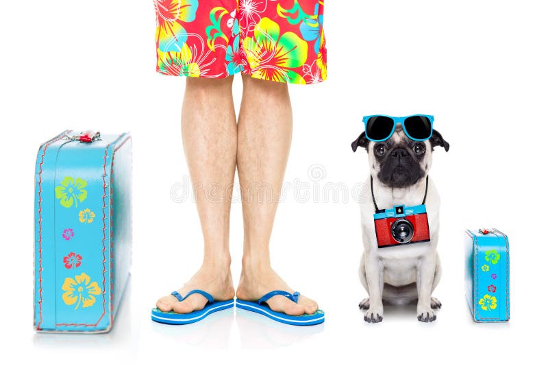 Vacanze estive del cane immagini stock libere da diritti Vacanze estive del cane immagini stock libere da diritti