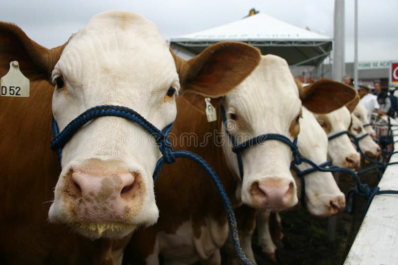 Featured image of post Vaca Con Septum Las vacas son un s mbolo muy antiguo en los sue os