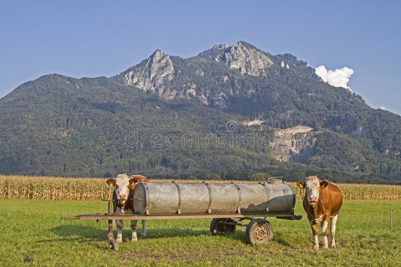 Vacas antes de Kitzstein fotografía de archivo libre de regalías Vacas antes de Kitzstein fotografía de archivo libre de regalías