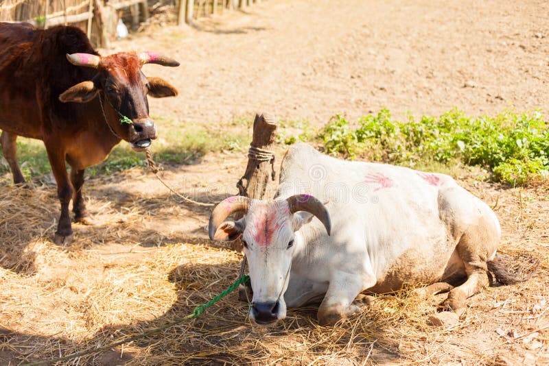 Vacas con tika foto de archivo libre de regalías Vacas con tika foto de archivo libre de regalías