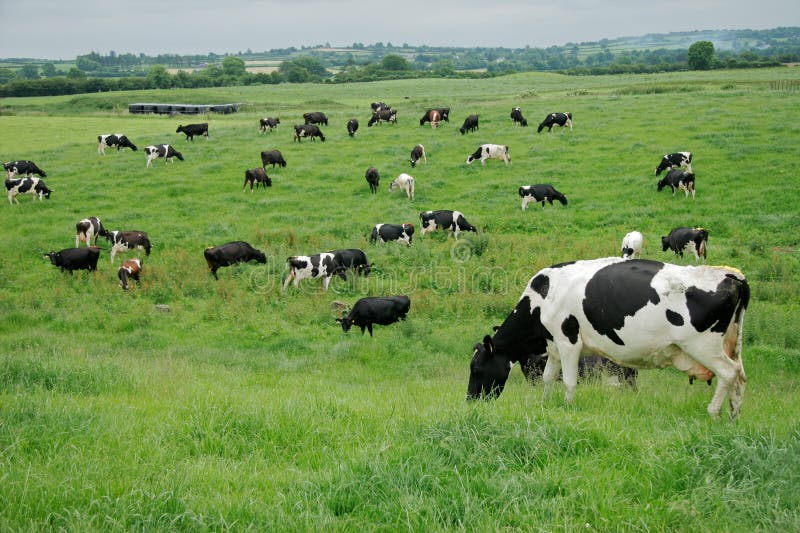Vacas da margarida de Freisian
