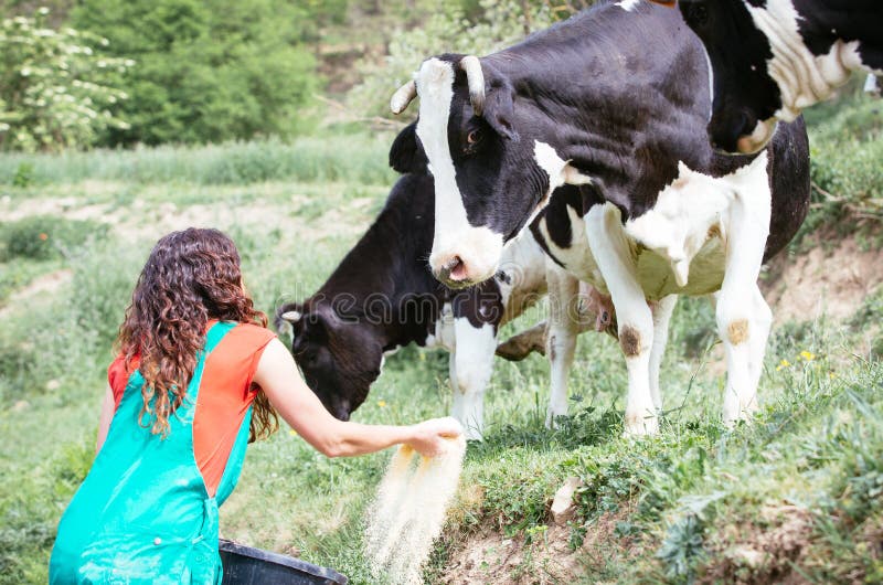 Vacas de alimentação do fazendeiro fotografia de stock royalty free Vacas de alimentação do fazendeiro fotografia de stock royalty free