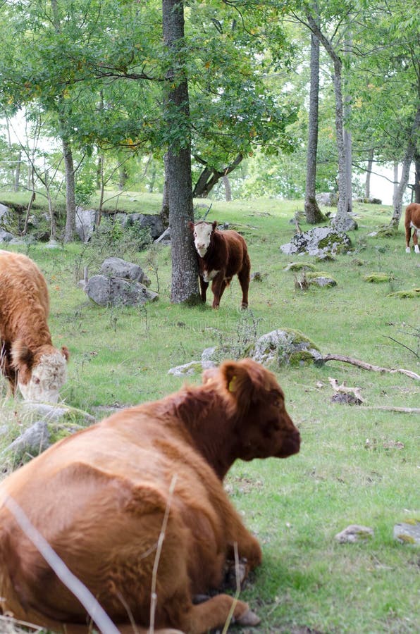 Vacas de Hereford em um monte imagens de stock Vacas de Hereford em um monte imagens de stock