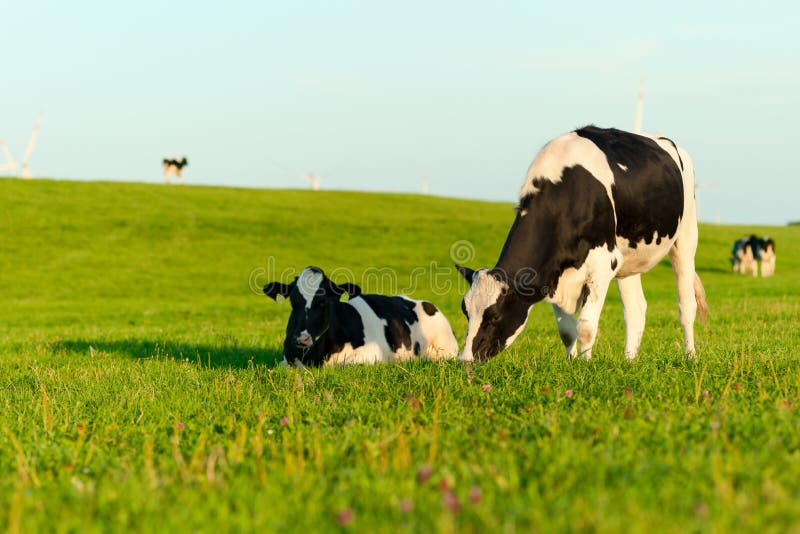 Vacas de Holstein que pastam