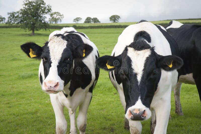 Dairy farm cows in Wiltshire, UK. Dairy farm cows in Wiltshire, UK.