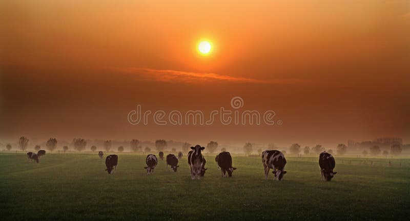 Vacas de la tarde en Holanda foto de archivo libre de regalías Vacas de la tarde en Holanda foto de archivo libre de regalías