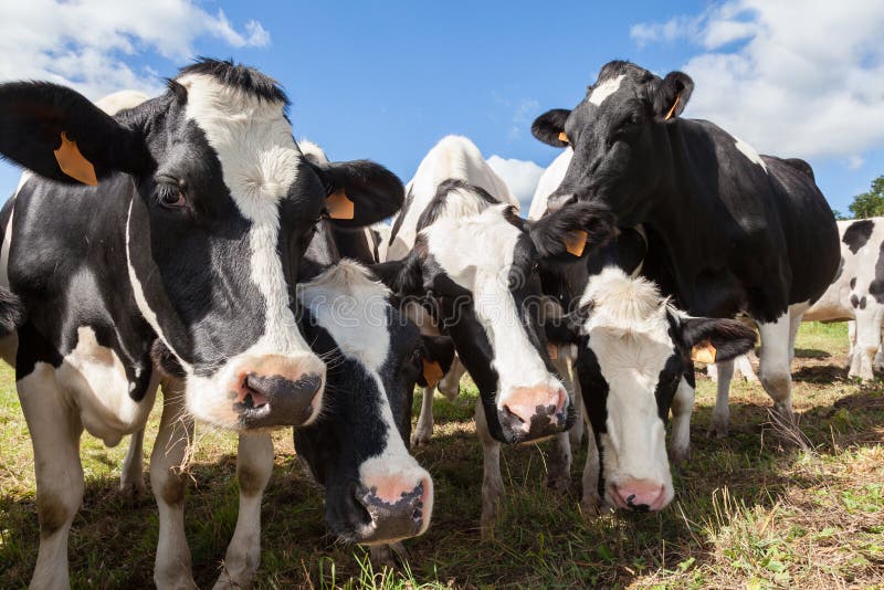 Vacas de leiteria preto e branco curiosas amigáveis de Holstein