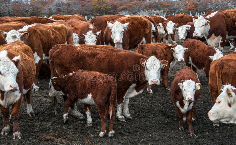 Vacas del ganado de Hereford