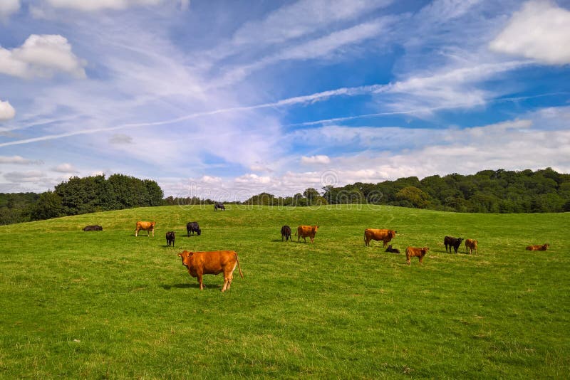 Vacas e vitelas no campo foto de stock royalty free Vacas e vitelas no campo foto de stock royalty free