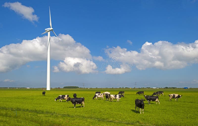 Vacas em um prado na luz solar imagem de stock royalty free Vacas em um prado na luz solar imagem de stock royalty free
