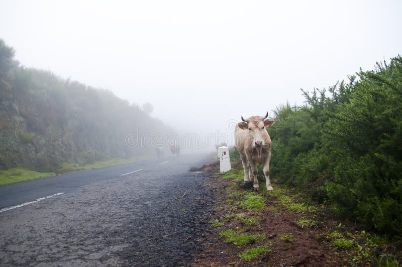 Vacas en el camino brumoso fotografía de archivo libre de regalías Vacas en el camino brumoso fotografía de archivo libre de regalías