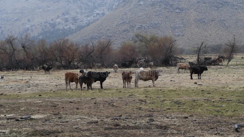 Vacas en el campo en las montañas metrajes