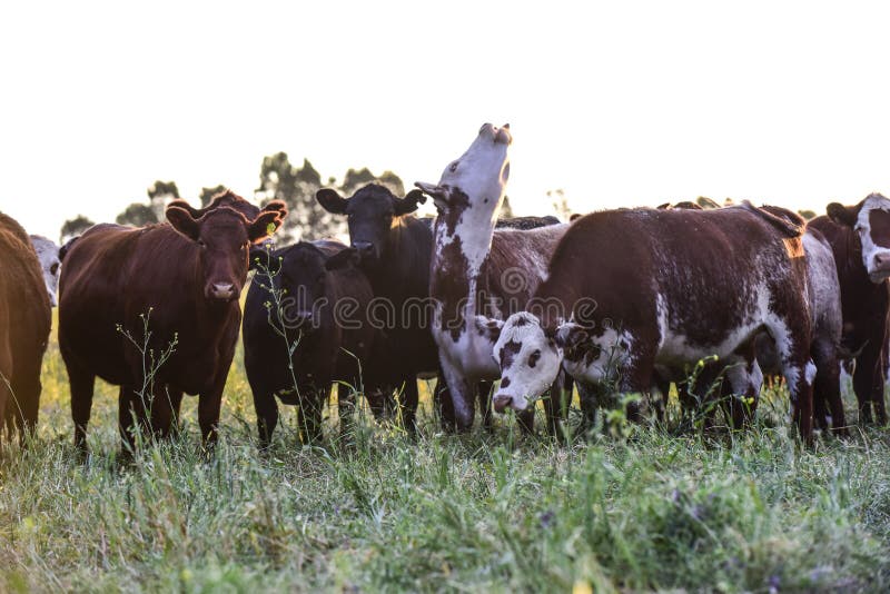 Vacas en el campo foto de archivo. Imagen de mirada 215875738