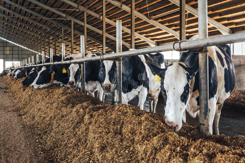 Vacas En El Granero Moderno Imagen de archivo - Imagen de moderno