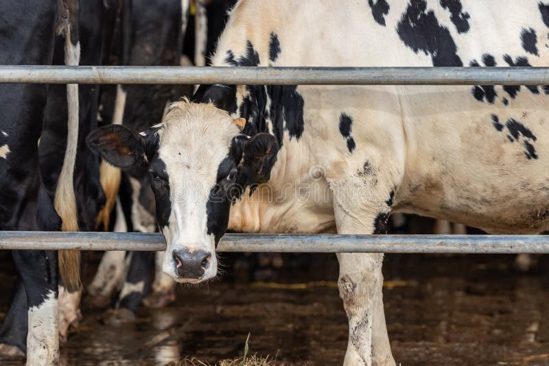 Vacas en explotaciones de vacas lecheras