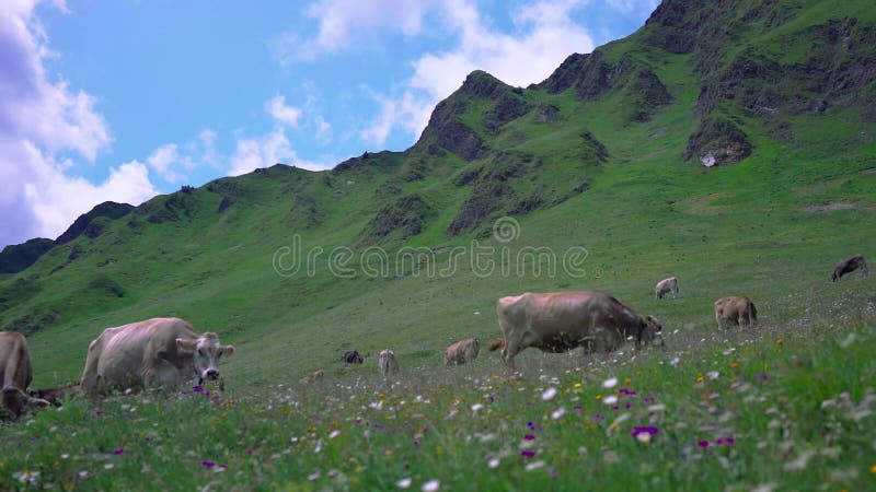 Vacas en montañas alpinas suizas almacen de video