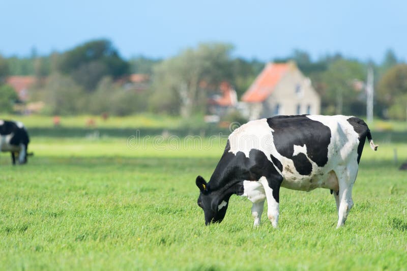 Vacas en paisaje holandés en Holanda