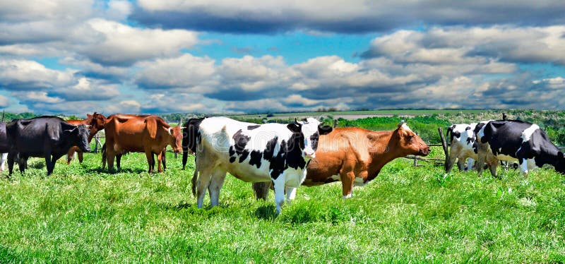 Vacas en un pasto foto de archivo Vacas en un pasto foto de archivo