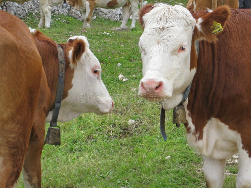 Vacas en un prado en las dolomías italianas en el Tyrol del sur en un día soleado imagenes de archivo Vacas en un prado en las dolomías italianas en el Tyrol del sur en un día soleado imagenes de archivo