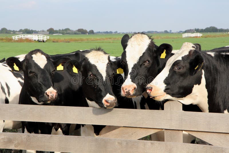 Vacas holandesas atrás de uma cerca imagens de stock royalty free Vacas holandesas atrás de uma cerca imagens de stock royalty free
