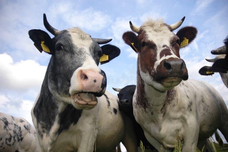 Vacas holandesas típicas imagens de stock royalty free Vacas holandesas típicas imagens de stock royalty free