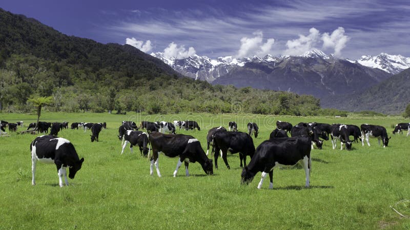 Dairy cows grazing in a field with New Zealand mountain in the distance. Dairy cows grazing in a field with New Zealand mountain in the distance