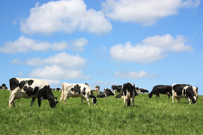 A herd of black and white Holstein Friesian dairy cows with udders full of milk graze in a lush green spring pasture against a blue sky. A herd of black and white Holstein Friesian dairy cows with udders full of milk graze in a lush green spring pasture against a blue sky.