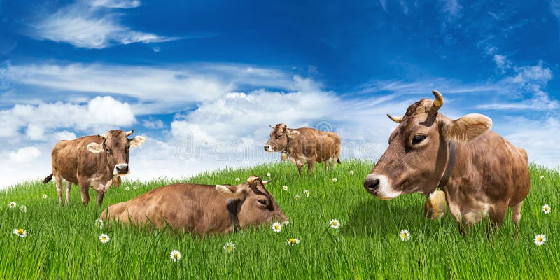 Vacas no prado imagem de stock Vacas no prado imagem de stock