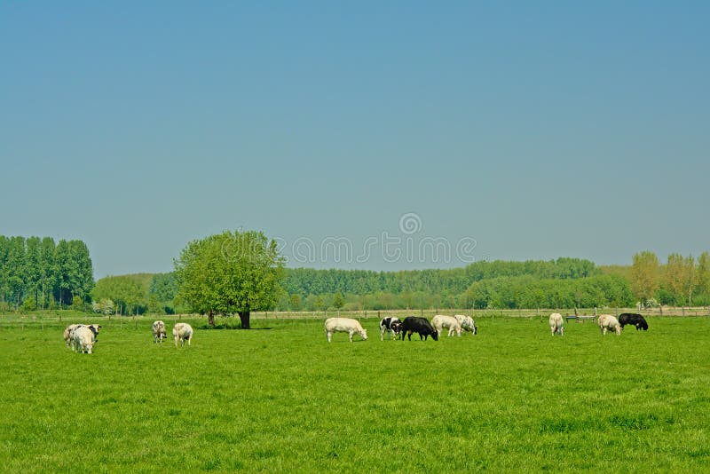 Vacas orgânicas em uma paisagem holandesa do po'lder fotografia de stock royalty free Vacas orgânicas em uma paisagem holandesa do po'lder fotografia de stock royalty free