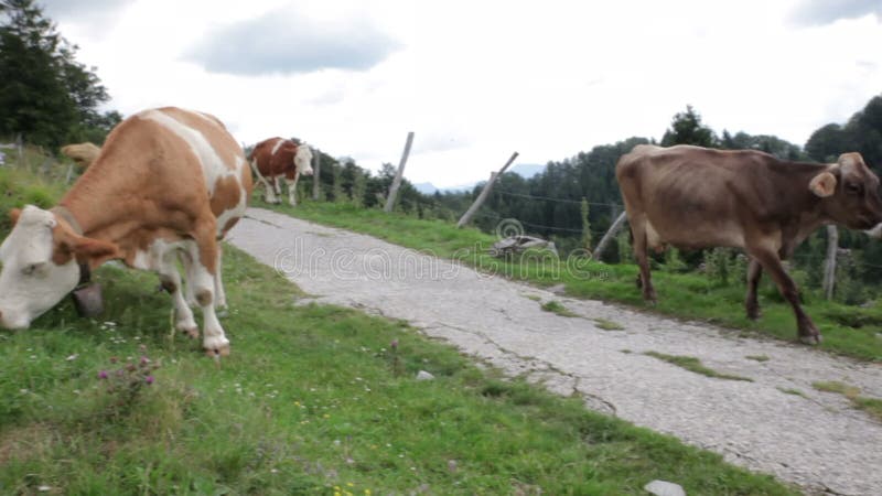 Vacas pastoreando en las montañas eslovenas metrajes