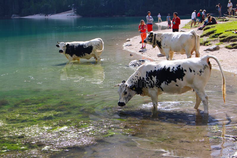 Vacas que bebem nas águas do lago Braies Lago di Braies, dolomites, Itália imagem de stock royalty free Vacas que bebem nas águas do lago Braies Lago di Braies, dolomites, Itália imagem de stock royalty free
