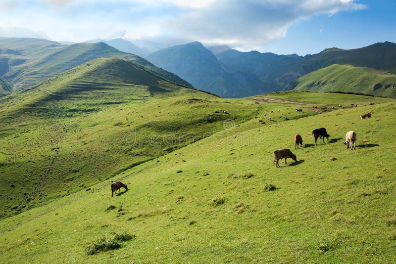 Vacas que pastam em uma inclinação verde das montanhas