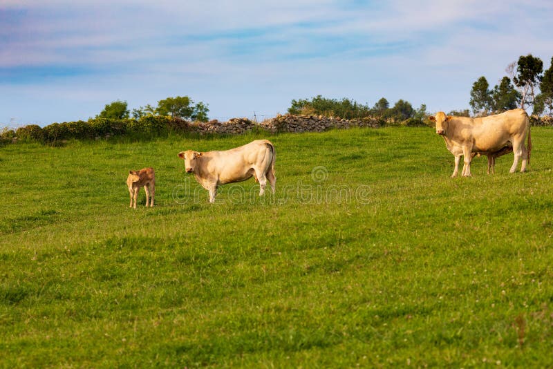 Vacas que pastan en prados de Cantabria España