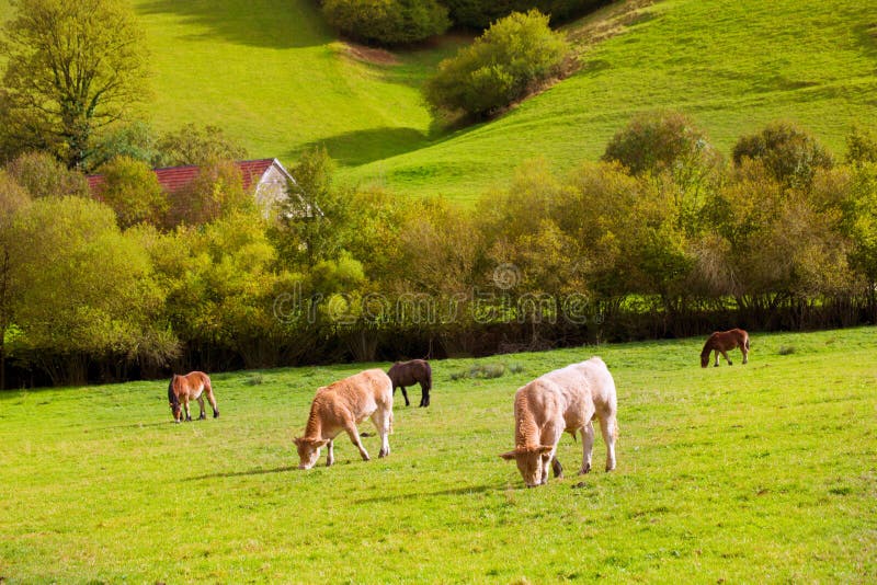 Vacas que pastan en prados verdes del otoño de los Pirineos en España