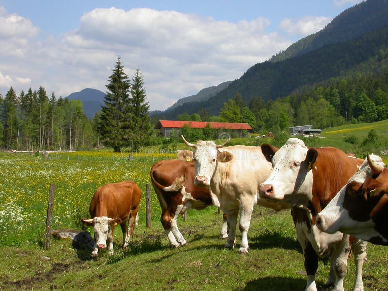 Cows standing around on a meadow. Cows standing around on a meadow