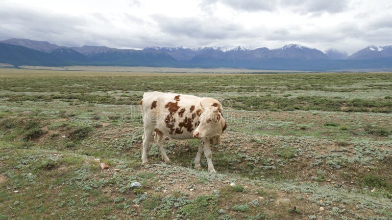 Vacche bianche-marroni sullo sfondo di un grande campo e della catena montuosa dell'Altai Viaggio estivo in Siberia Pascoli in Ru fotografia stock Vacche bianche-marroni sullo sfondo di un grande campo e della catena montuosa dell'Altai Viaggio estivo in Siberia Pascoli in Ru fotografia stock
