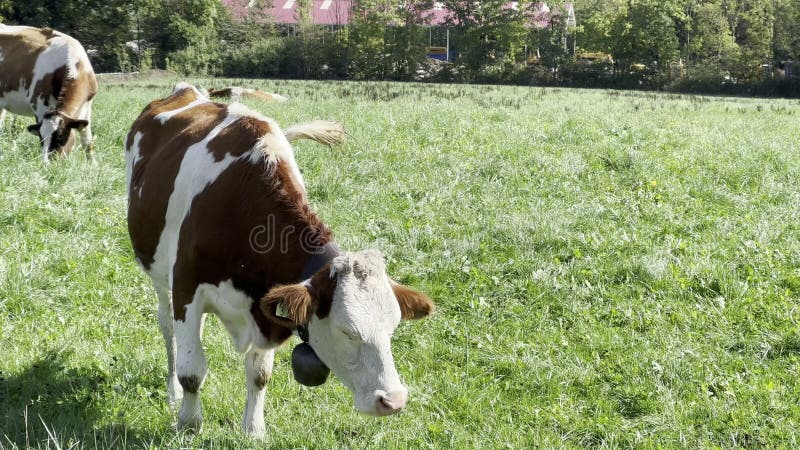 Vacche francesi da pascolo