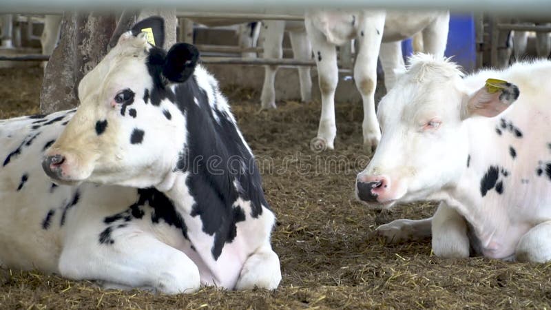 Vacche mangiano fieno in una stalla di un'azienda agricola