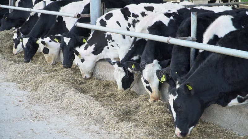 Vacche mangiano fieno in una stalla di un'azienda agricola