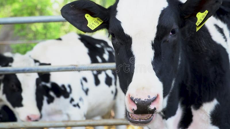 Vacche mangiano fieno in una stalla di un'azienda agricola